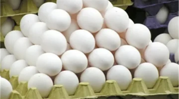 تحديث مهم.. سعر كرتونة البيض ببورصة الدواجن يوم الإثنين 29 ديسمبر 2025